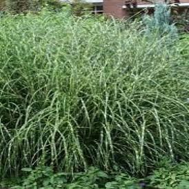 Miscanthus - Little Zebra Product Image