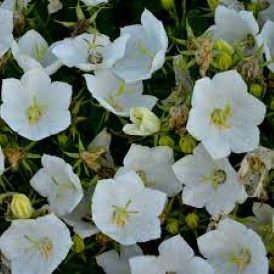 Campanula Bellflower - Rapido White Product Image