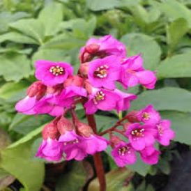 Bergenia Winter Glow Product Image