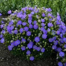 Campanula 'Rapido Blue