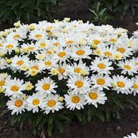 Shasta Daisy 