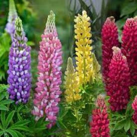 Mini Gallery Mixed Lupine Product Image