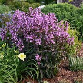 Penstemon 'Midnight Masquerade' Product Image