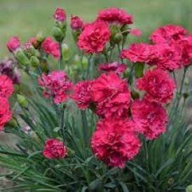 Dianthus - 'Cranberry Cocktail' Product Image
