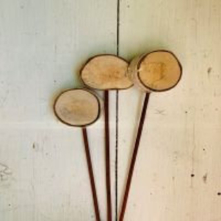 Birch Slices on Stems Product Image