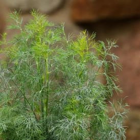 Fernleaf Dill Product Image