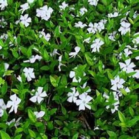 Vinca Minor Alba Product Image