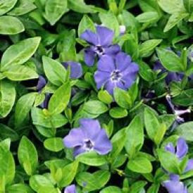 Vinca Mrs. Bowles Product Image