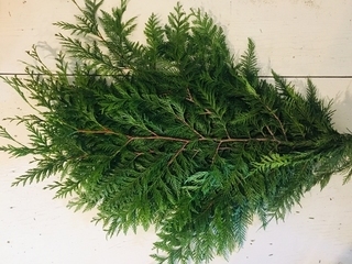 B.C. Cedar Bundle Product Image