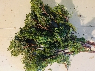 Juniper Product Image