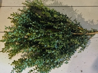 Oregonia Product Image