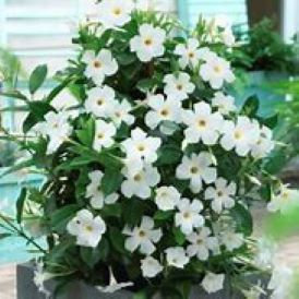 Mandevilla Original White Product Image