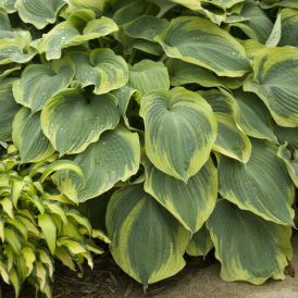 Earth Angel Hosta Product Image