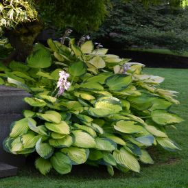 Gold Standard Hosta Product Image