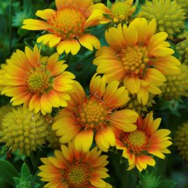 Blanket Flower Arizona Apricot Product Image