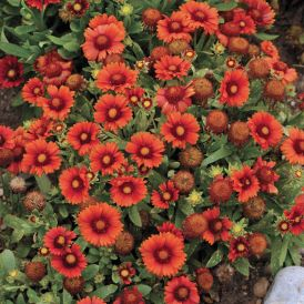 Blanket Flower Arizona Red Shades Product Image