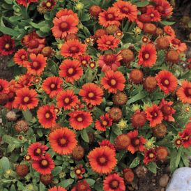 Blanket Flower Arizona Red Shades Product Image