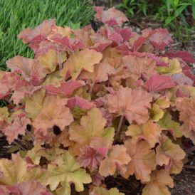 Caramel Coral Bells Product Image