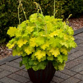 Lemon Love Coral Bells Product Image