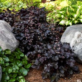 Black Pearl Coral Bells Product Image