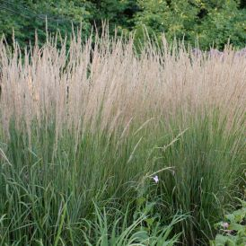 Karl Foerster- Feather Reed Grass Product Image