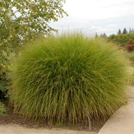 Gracillimus Miscanthus Product Image