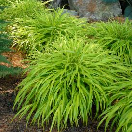 All Gold Hakone Grass Product Image