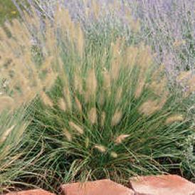 Hameln Fountain Grass Product Image