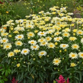 Banana Cream Daisies Product Image