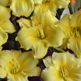 Daylily Stella Suptreme Product Image