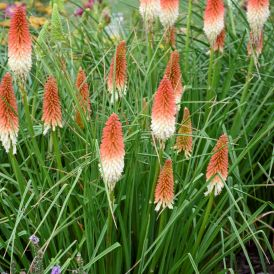  Red Hot Poker 'High Roller' Kniphofia Product Image