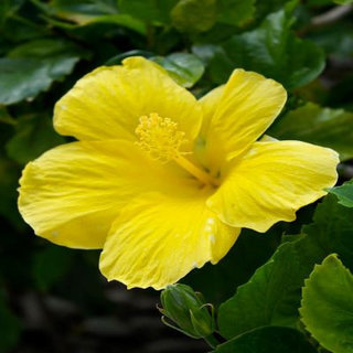 Hibiscus Yellow Product Image