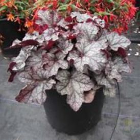Heuchera Carnival Plum Crazy Product Image