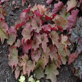 Heuchera Carnival Watermelon Product Image
