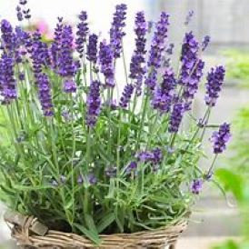 Lavandula Hidcote Blue Product Image