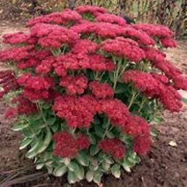 Sedum Autumn Joy Product Image