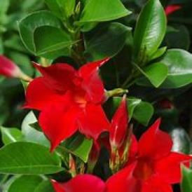 Mandevilla Original Crimson Product Image