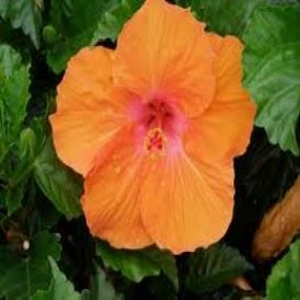 Hibiscus - Tropical Orange Product Image