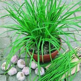 Chives Garlic Product Image