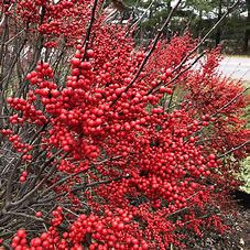 Ilex Berry - Winterberry Product Image