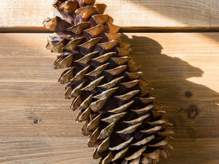 Sugar Cones - Large Product Image