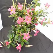 Mandevilla Original Pink Product Image