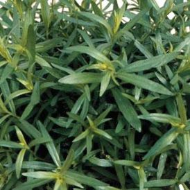 French Tarragon Product Image