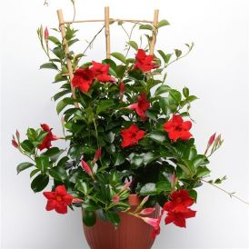 Dipladenia - Jade Red Product Image