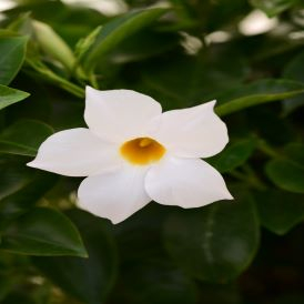 Dipladenia - Jade White Product Image