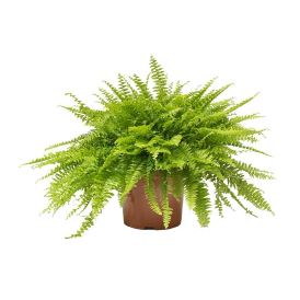 Boston Fern Product Image