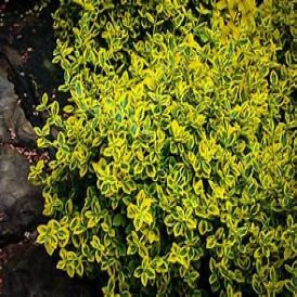 Emerald N Gold Euonymus Product Image