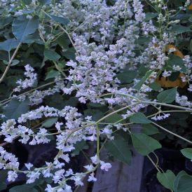 Silver Lace Vine Product Image