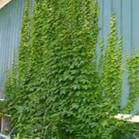 Engelman's Ivy Product Image