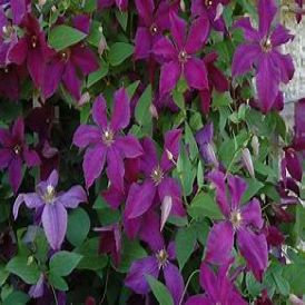 Polish Spirit Clematis Product Image